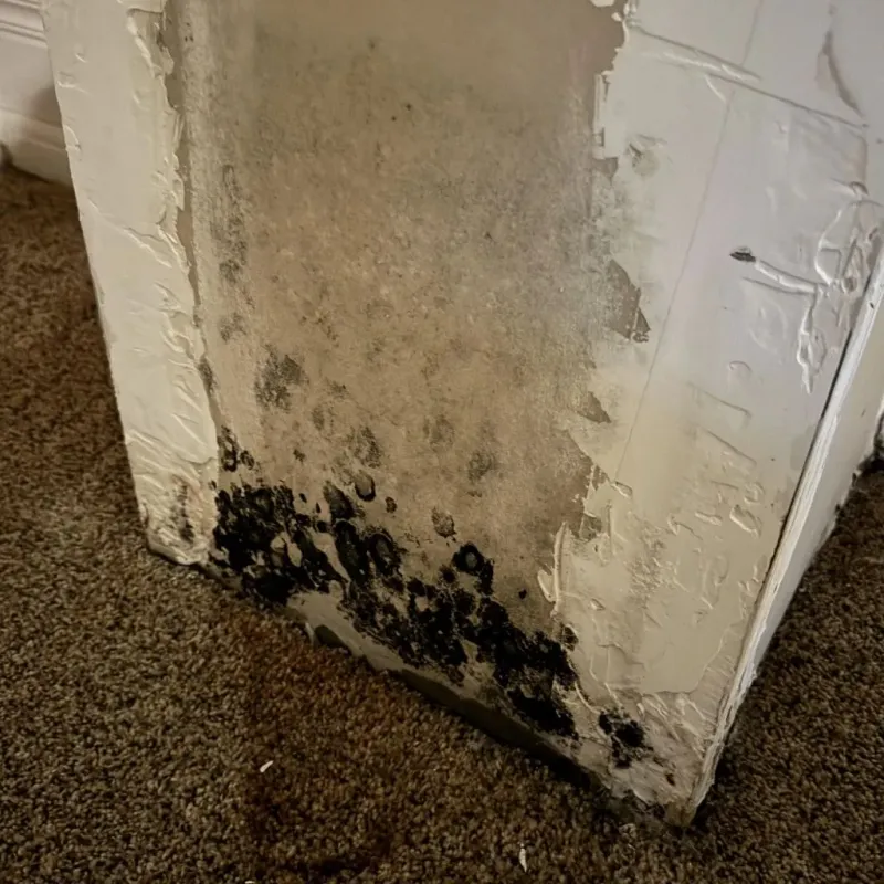 Professional Mold Removal in Wirt County, WV